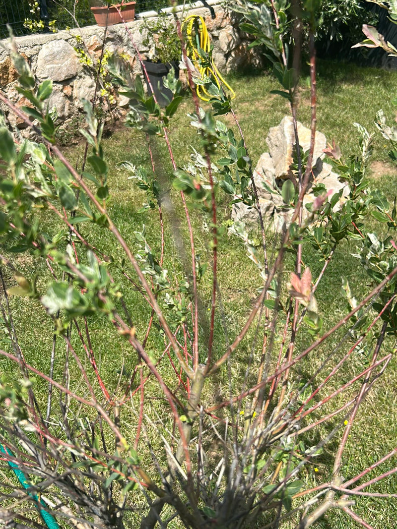 Te zien is een jonge salix integra met roodachtige takken en groen-wit gemarmerde bladeren. De struik staat in een tuin voor een stenen muur.