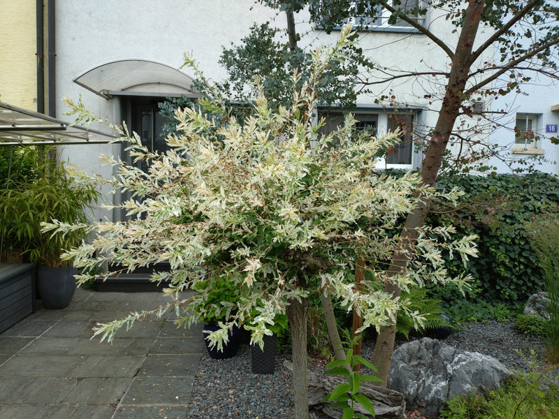 Er is een Harlekinweide te zien met karakteristiek wit-groen bont blad. De struik staat in een bestrate tuin voor een huis.