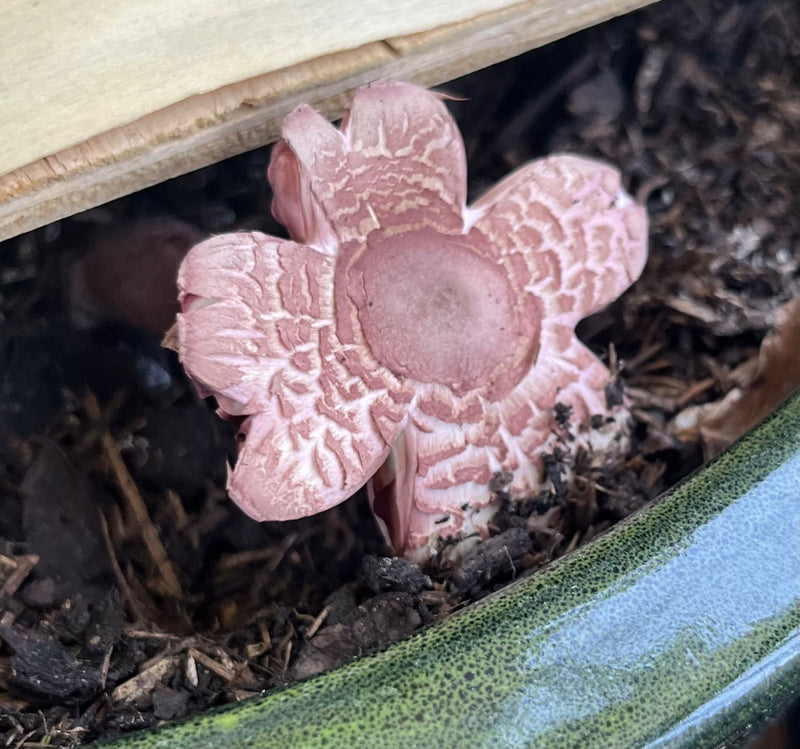 Kemphaan Earth Star — Bild 1