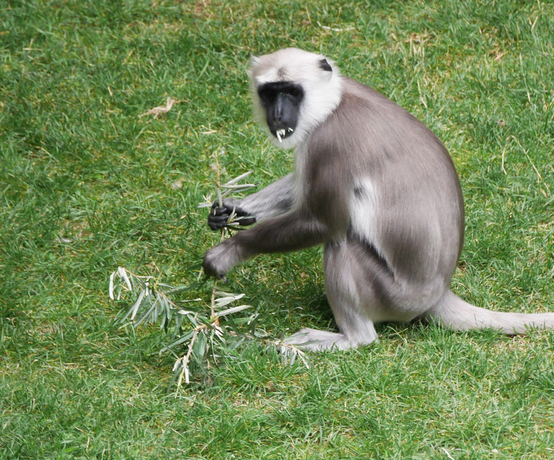 Hanuman langoer — Bild 1