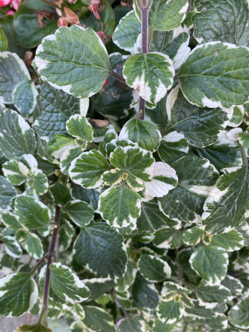 De afbeelding toont de plant met zijn kenmerkende groen-witte bladeren. De foto biedt een close-up van de plant van bovenaf.