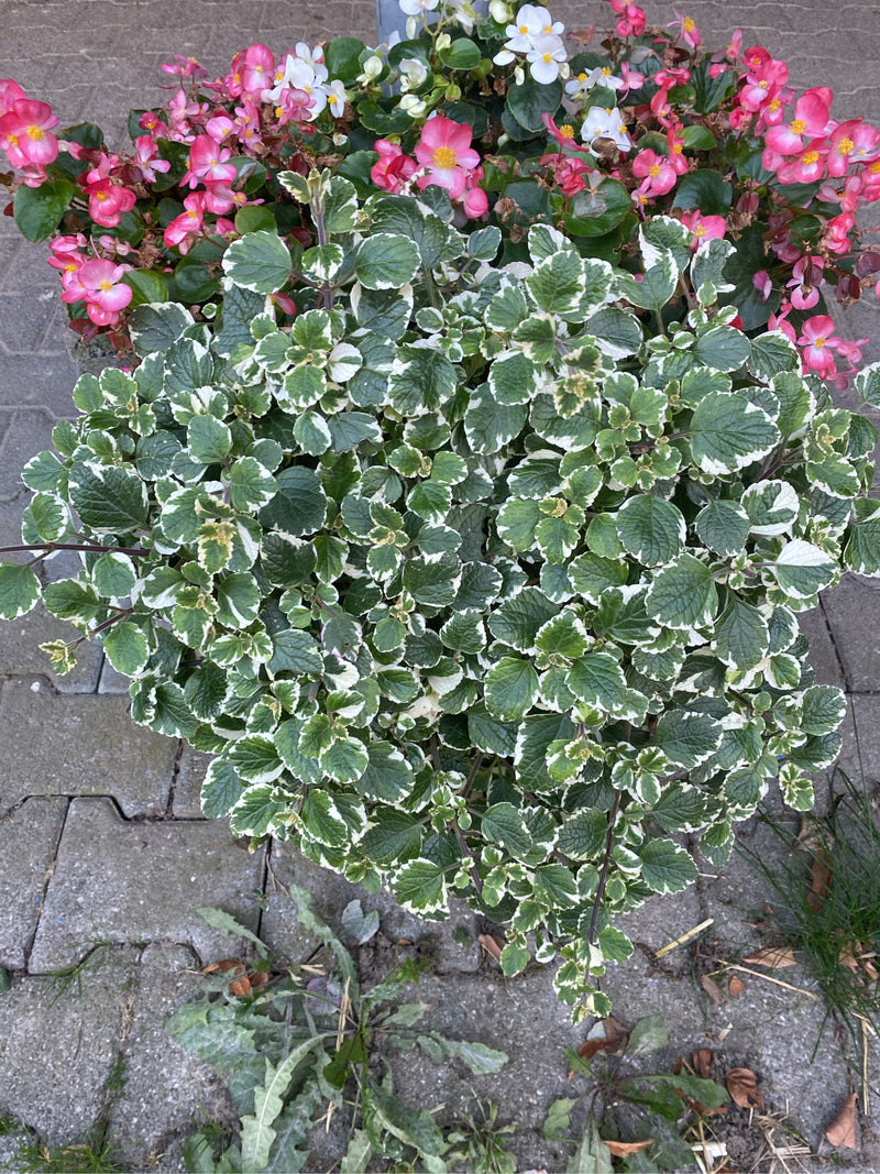De afbeelding toont een plectranthus met karakteristieke groen-witte bladeren van bovenaf. De plant staat in een pot naast andere bloeiende planten.