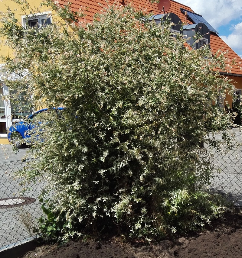 Harlekijn wilg — Bild 1