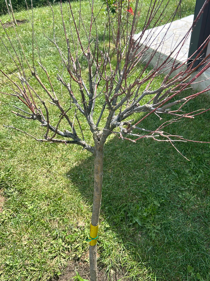 De afbeelding toont een kleine, bladloze boom met een rechte stam en fijne, roodachtige takken. Hij staat op een gazon in een tuin.