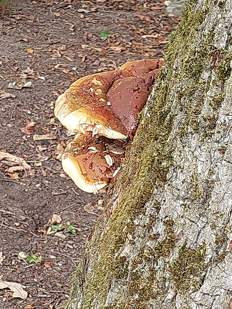 Een harslakzwam groeit aan de basis van een met mos begroeide boomstam. Het glanzende, roodbruine oppervlak van het vruchtlichaam is duidelijk zichtbaar.
