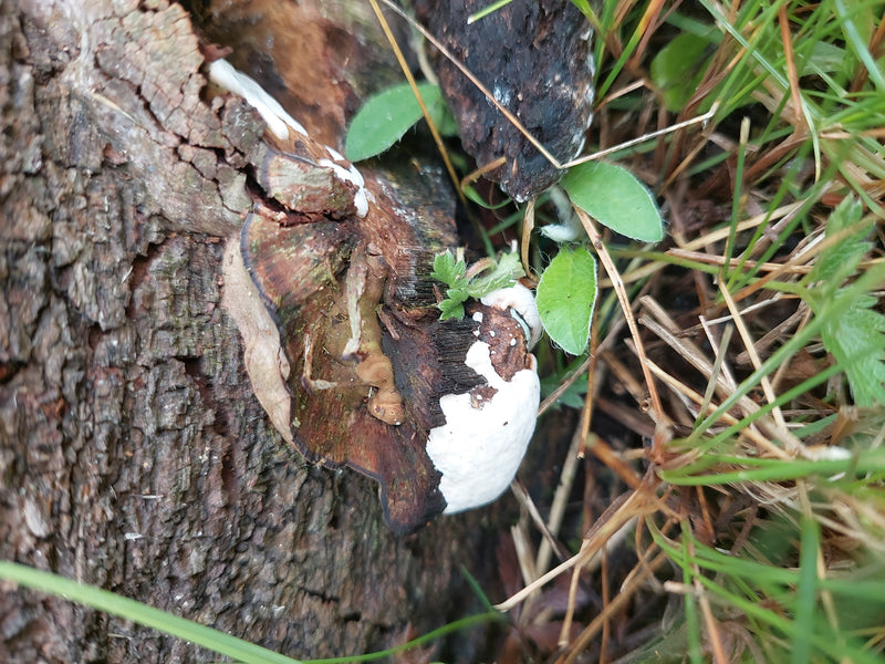 Het vruchtlichamen van de harsachtige lakzwam is te zien groeiend op een stuk dood hout in het gras. De kenmerkende groeipieken en kleuren van de schimmel zi...