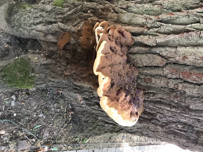 Te zien is een groot, bruin vruchtlichaam van de harslakzwam dat direct op de bast van een boomstam groeit.
