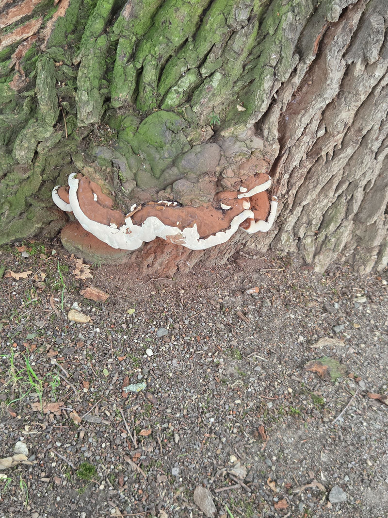 Een bruin paddenstoel-vruchtlichaam met een witte rand groeit op het onderste deel van een boomstam. Dit is de harslakzwam.