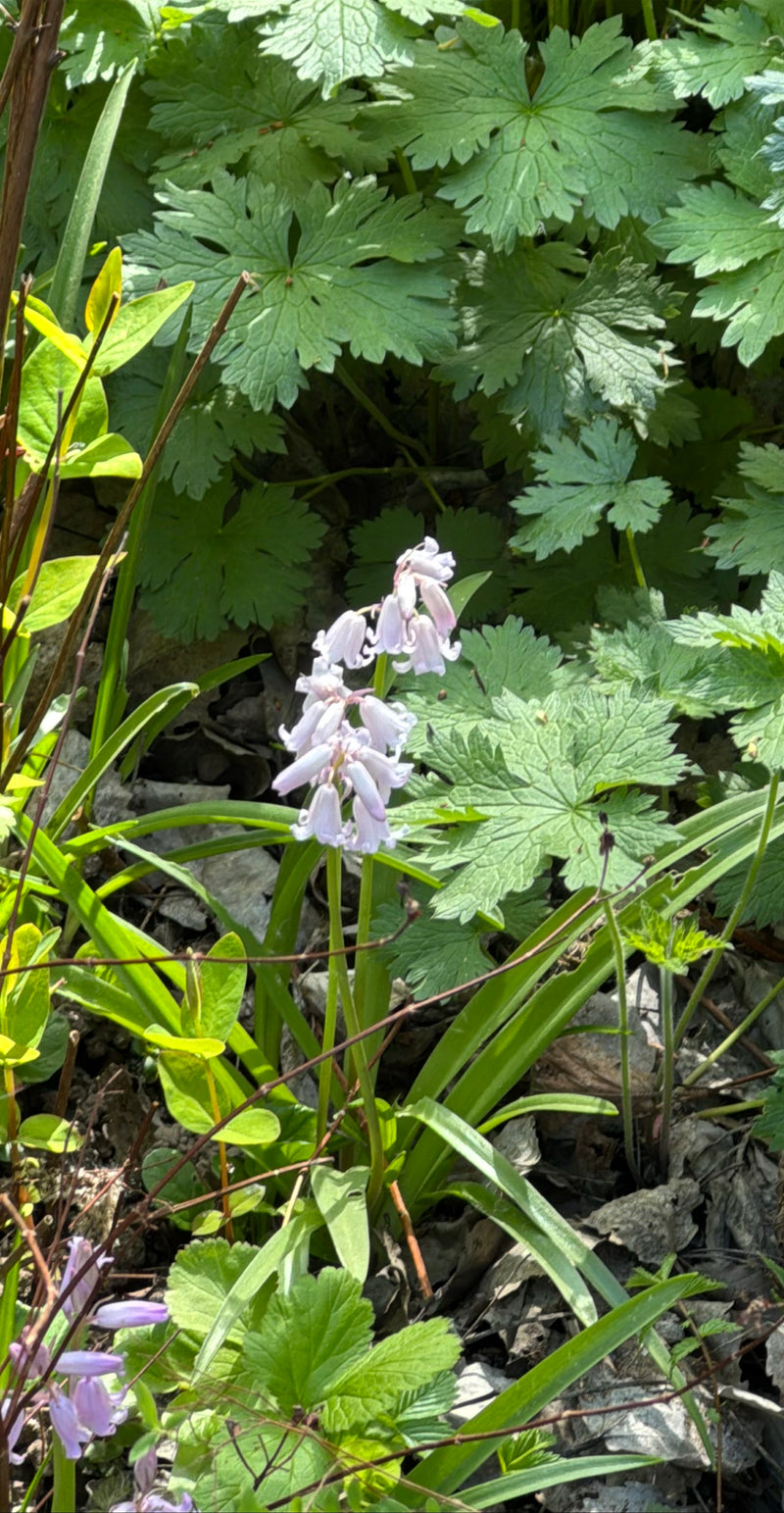 Te zien is een bloeiende wilde hyacint met lichtblauwe, hangende bloemen in een boshabitat. De plant staat te midden van bladeren en andere bodemvegetatie.
