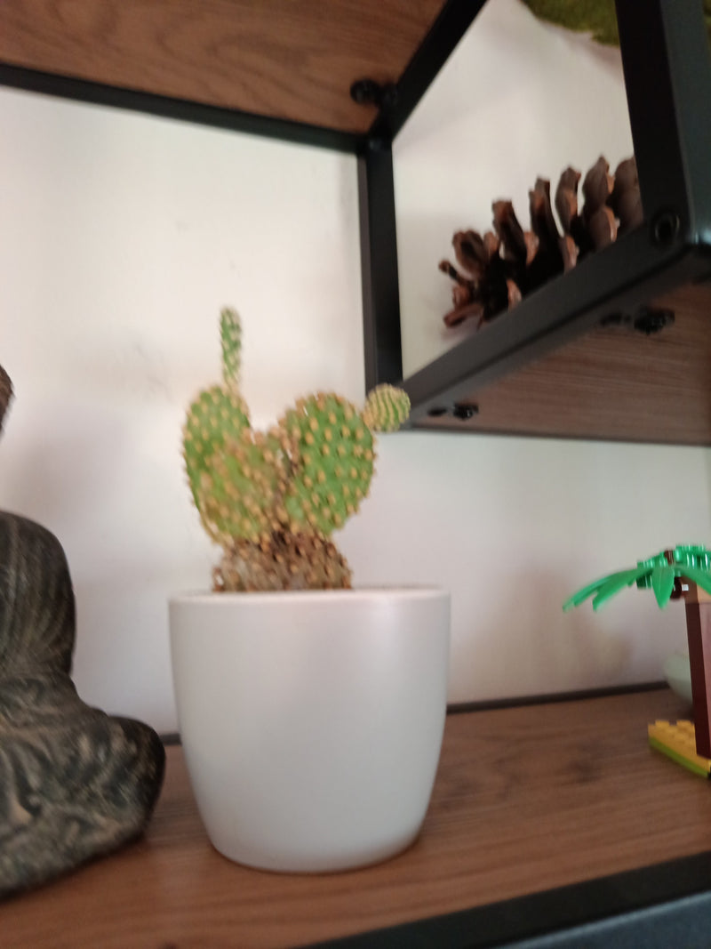 Konijnenoorcactus — Bild 1