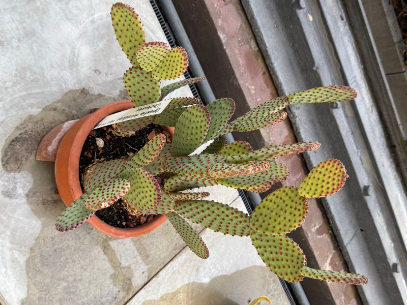 Een hazenoorkaktus groeit in een terracotta pot met talrijke vertakte schijven.