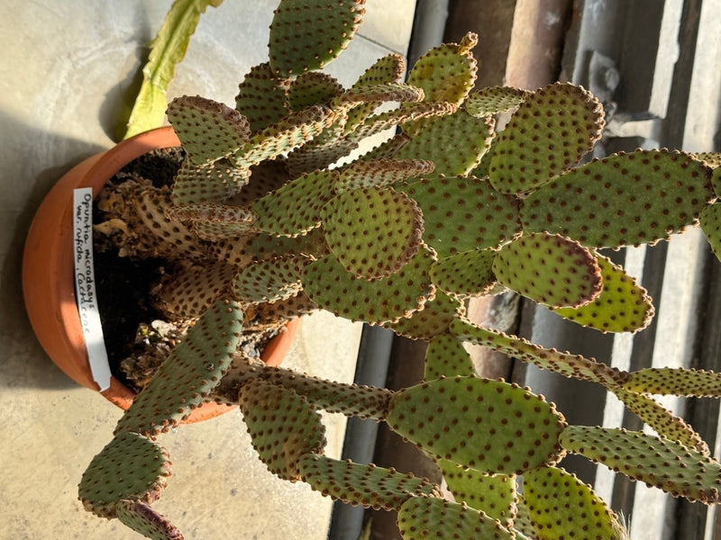Een hazenoorkaktus groeit in een terracotta pot met talrijke vertakte, ovale segmenten bedekt met bruine glochiden.