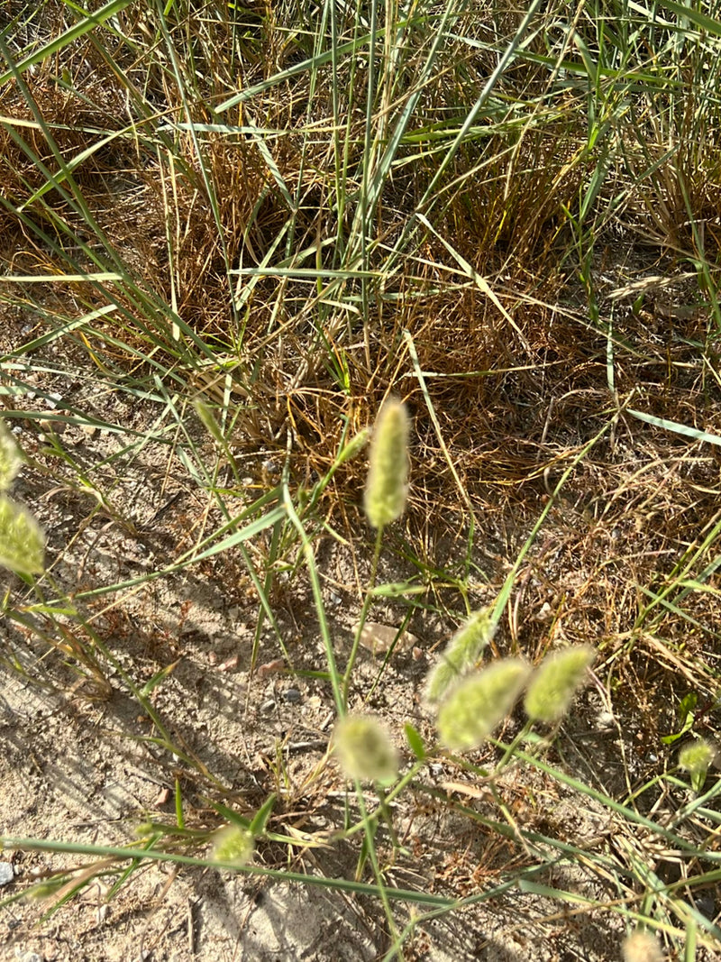 Hasenschwanz-Gras — Bild 1