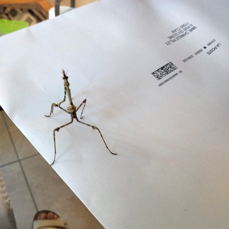 Haubenmantis — foto 1 van 1