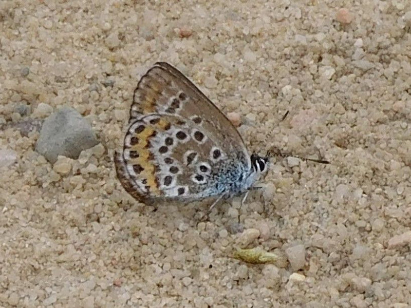 Hauhechel Blauwling — Bild 1