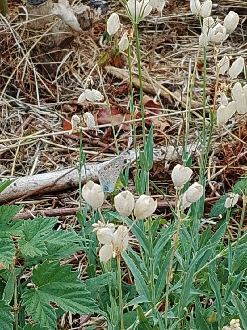 Een Icarusblauwtje rust met gesloten vleugels in een weiland tussen plantenstengels. Op de achtergrond is droge grond met verwelkte bladeren te zien.
