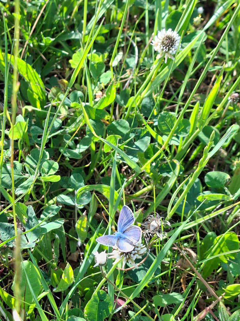 Een Icarusblauwtje rust met gespreide vleugels uit op een klaverbloem in hoog gras. Het bovenaanzicht toont het kenmerkende blauwe mannetje in zijn natuurlij...