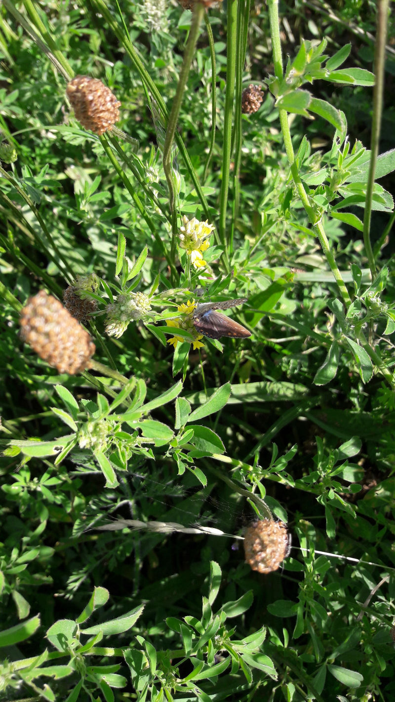 Een Icarusblauwtje zit op kleine gele bloemen te midden van groen gras en weideplanten. De opname toont de vlinder vanuit een licht elevated perspectief.