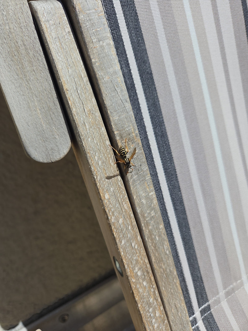 Een Franse veldwesp zit op de rand van een houten oppervlak naast een gestreepte stoffen hoes. Het insect is duidelijk zichtbaar.