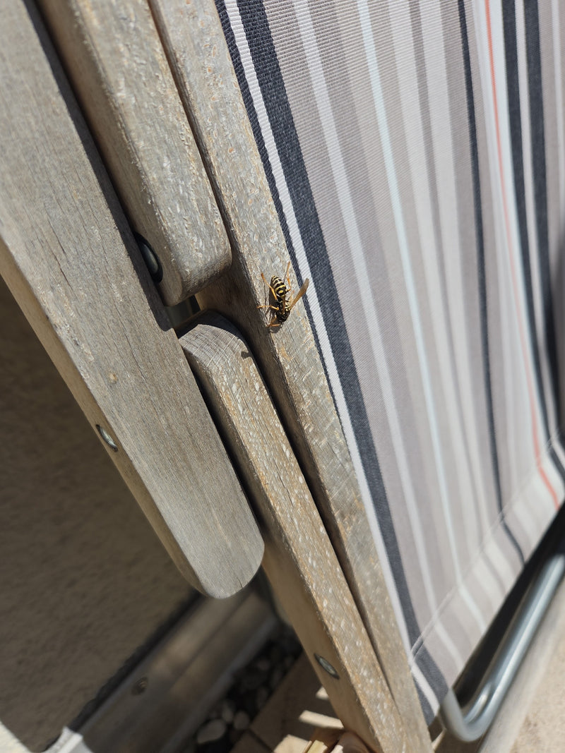 Een veldwesp zit op het houten frame van een gestreepte tuinstoel. Ze rust rustig op het houten oppervlak.