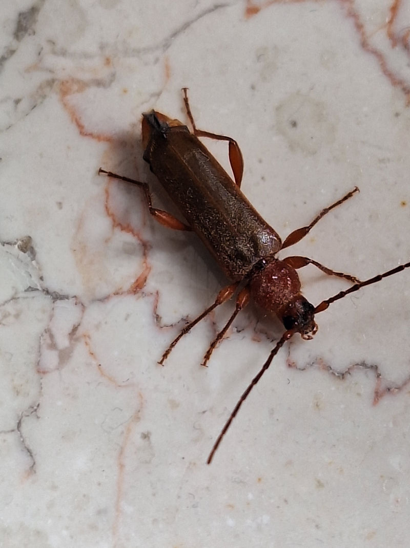 De afbeelding toont een volwassen huisboktor zittend op een licht, gemarmerd oppervlak. Zijn typische lange antenne en langwerpige lichaamsvorm zijn duidelij...