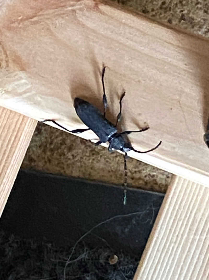 Een huisboktor zit op een lichte houten constructie. Het insect is duidelijk zichtbaar en toont zijn typische lichaamsvorm.