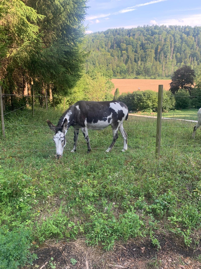 Binnenlandse ezel — Bild 1