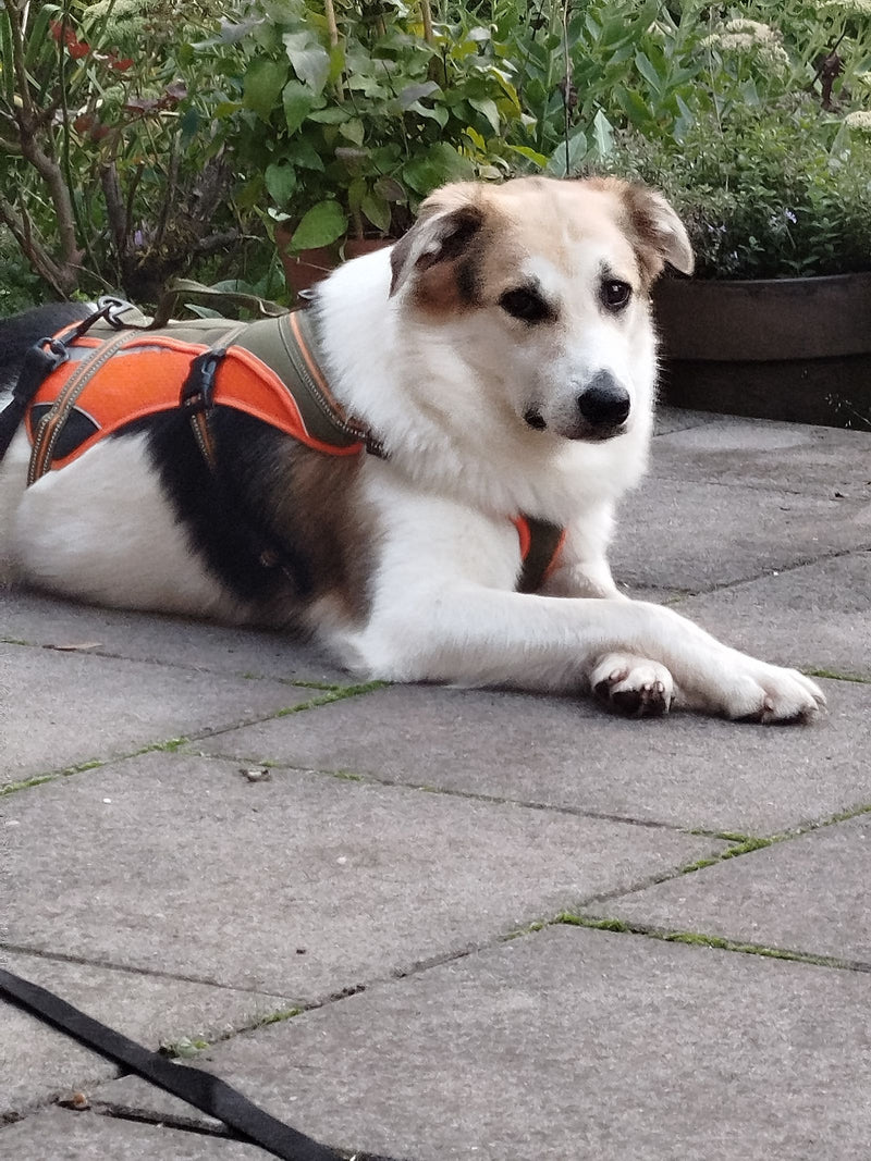 Een huishond met een oranje tuigje rust op een geplaveid oppervlak voor planten.