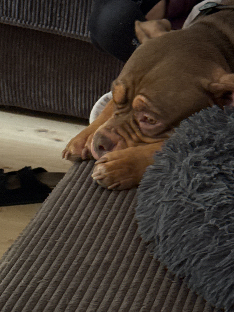 Een bruine hond rust uit op een comfortabele bank. Zijn hoofd rust op zijn voorpoten.