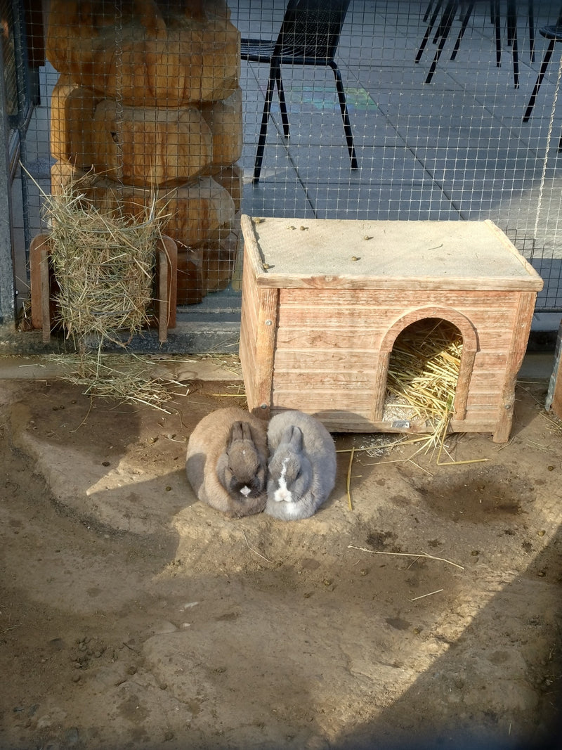 Wild konijn — Bild 1