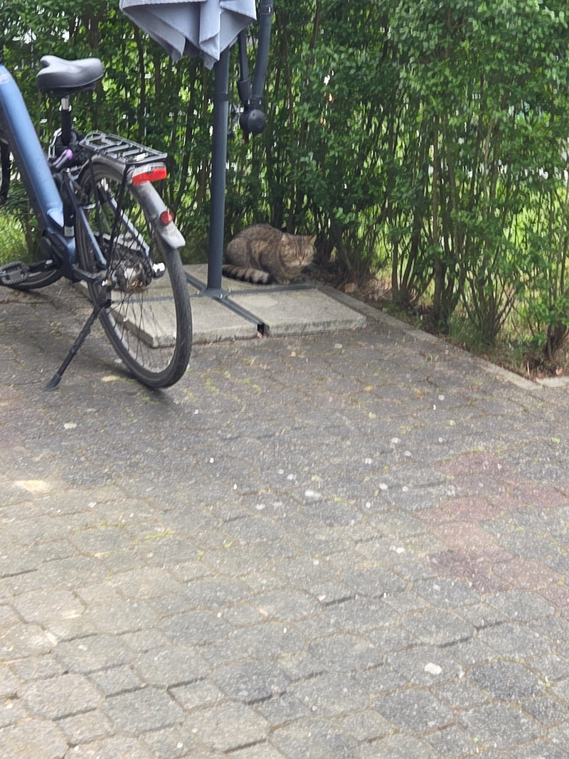 huiskat — Bild 2