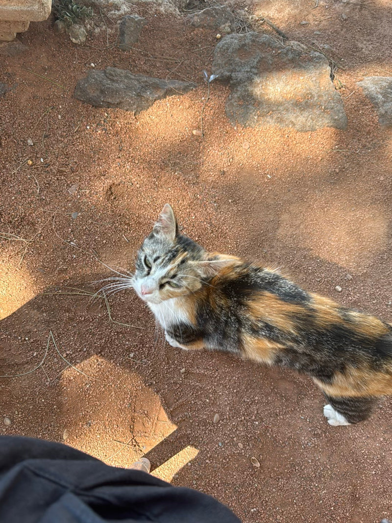 Een driekleurige huiskat staat op een aardachtige, rode ondergrond met enkele stenen. Het dier kijkt omhoog naar de camera.