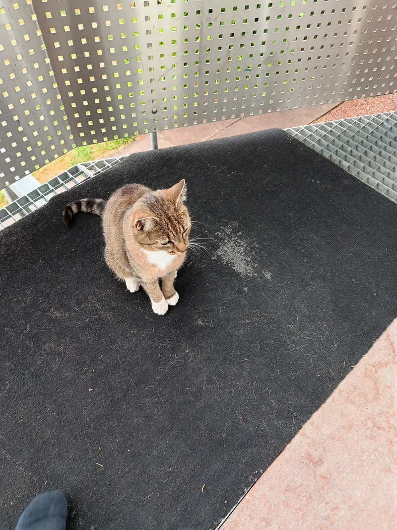 Een getijpte huiskat met een witte borst zit op een donkere deurmat. De foto is van bovenaf genomen op een balkon.