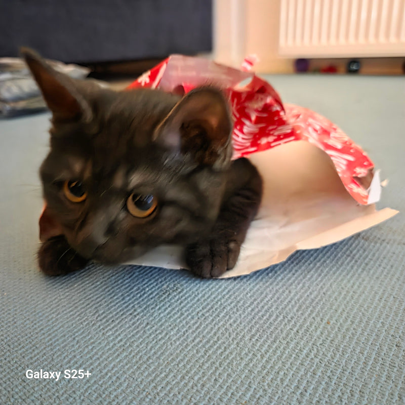 Een jonge zwarte huiskat ligt in een rode cadeautas op een tapijt. Hij kijkt aandachtig naar voren.