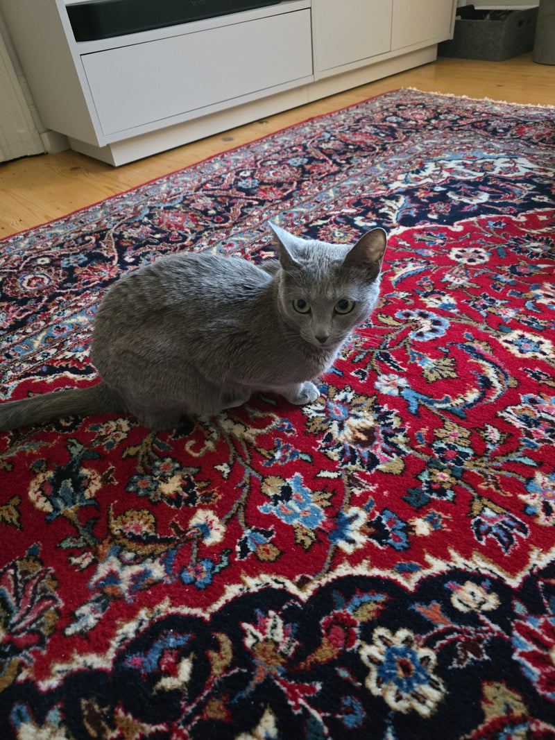huiskat — Bild 1