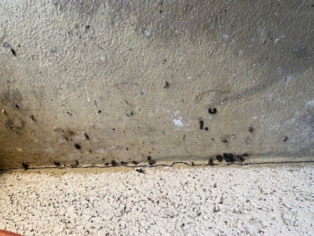huis muis — Bild 1