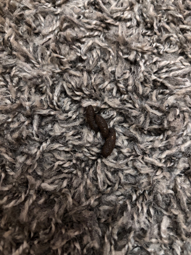 huis muis — foto 4 van 18