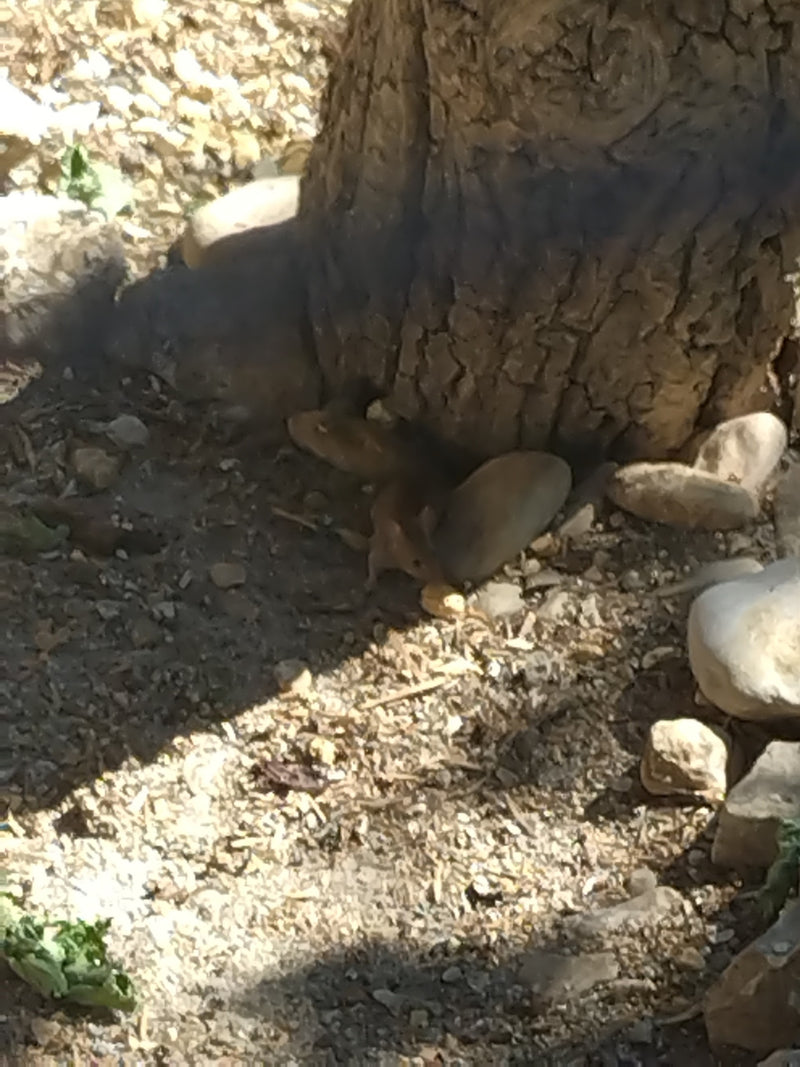 Hausmaus — Bild 5