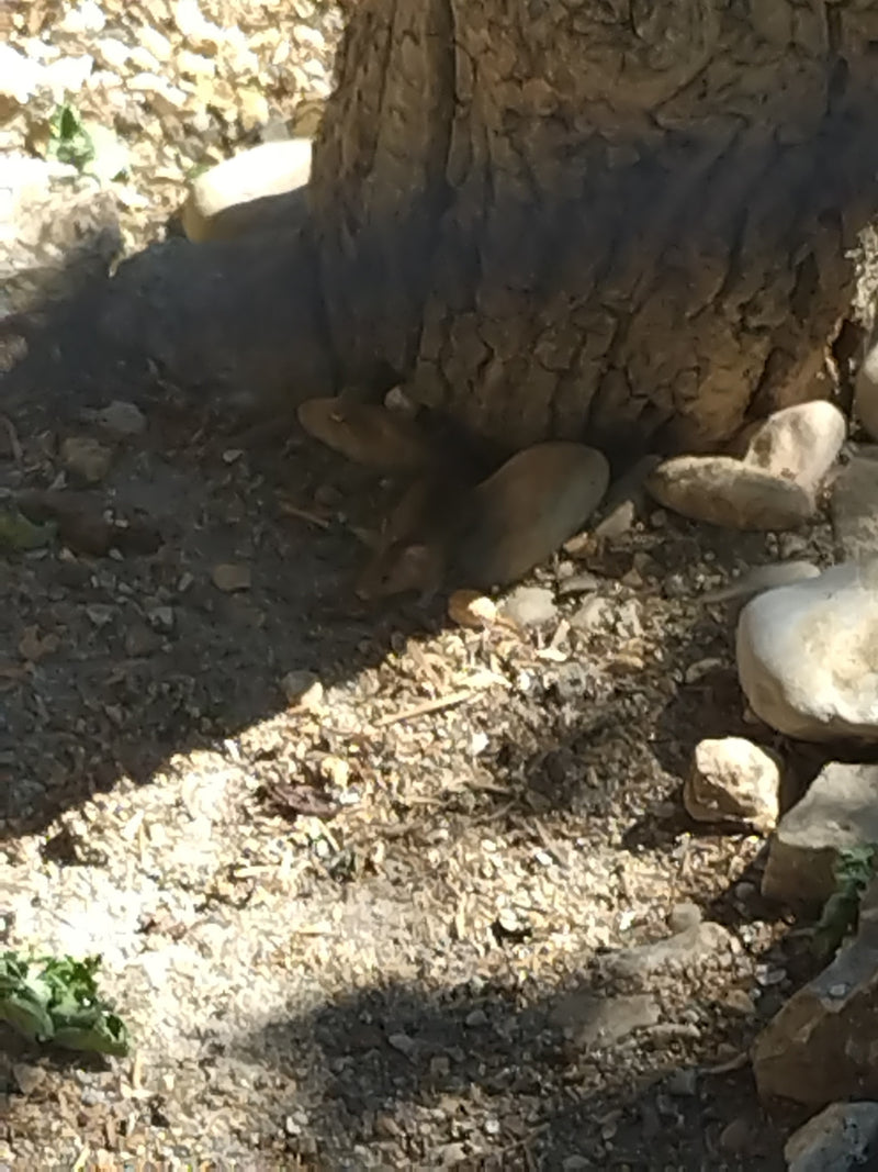 Een huismuis zit op steenachtige grond in de schaduw aan de voet van een boomstam. Het kleine knaagdier rust roerloos op de ondergrond.