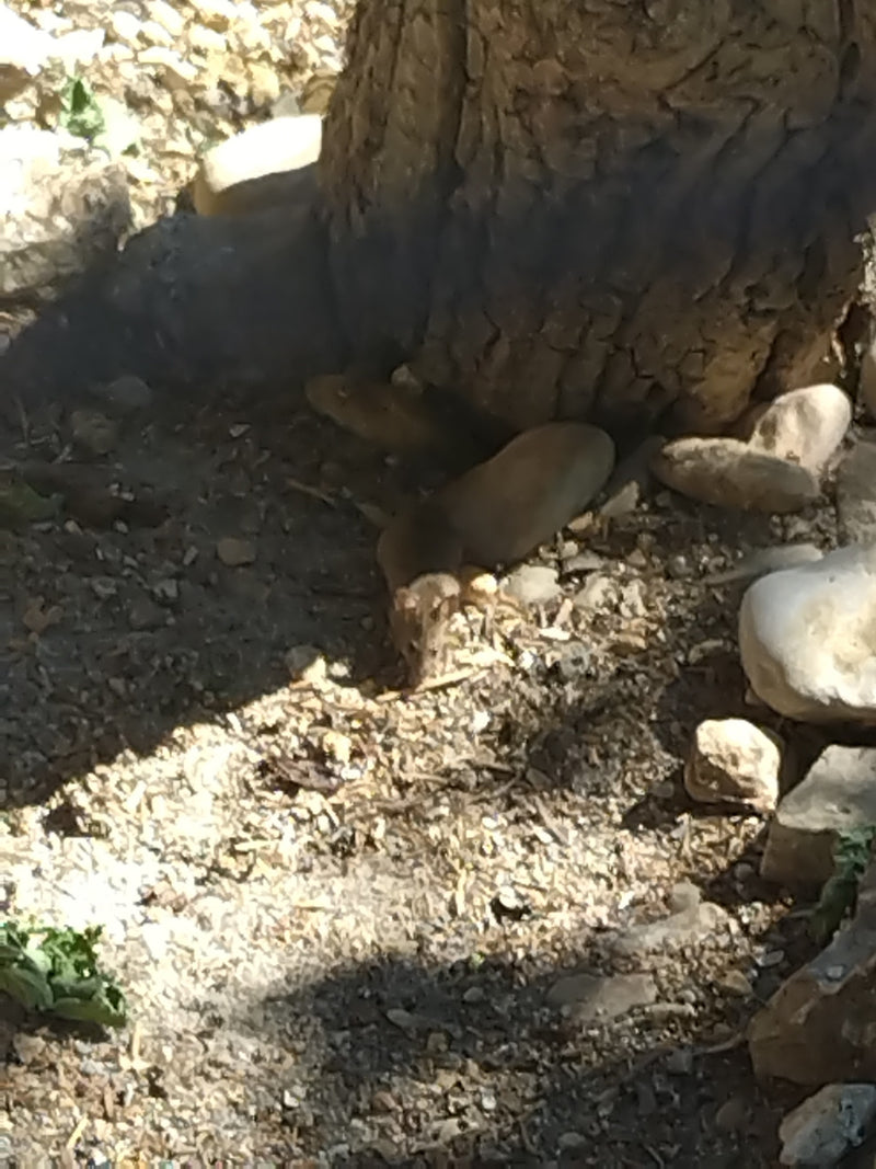 Een huismuis zit op steenachtige grond aan de voet van een boomstam en rust uit.