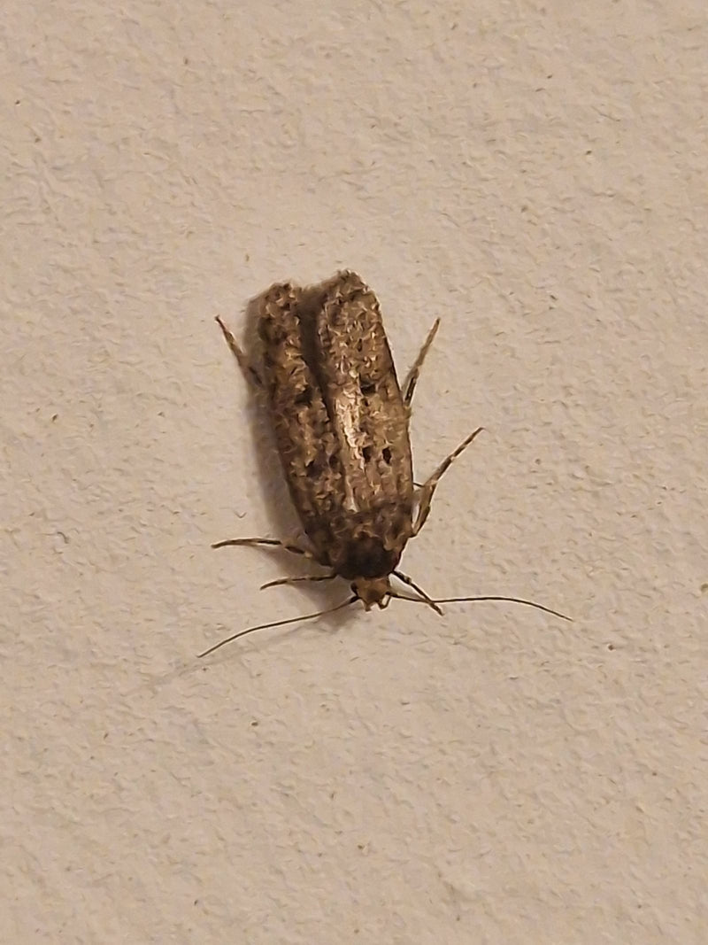 Een volwassen huismijt is van bovenaf gefotografeerd terwijl deze op een lichte, gestructureerde wand rust. Het insect zit met de vleugels op typische wijze ...