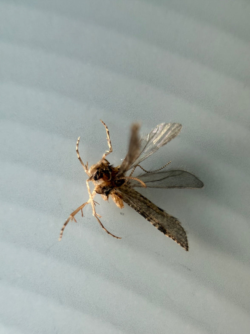 De afbeelding toont een dode bruine huismot die op haar rug ligt op een lichte, licht gegroefde ondergrond. De poten en vleugels zijn goed zichtbaar.