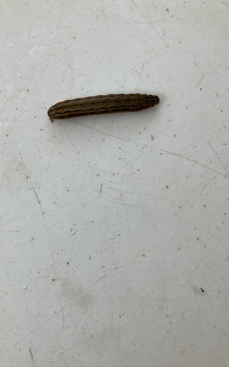 Huismoeder Caterpillar In Het Appartement — Bild 1