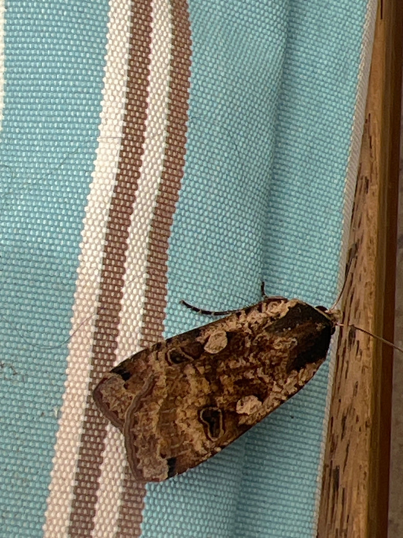 Een huismoeder rust uit op een gestreepte stof. De kenmerkende vleugeltekeningen van het insect zijn goed zichtbaar.