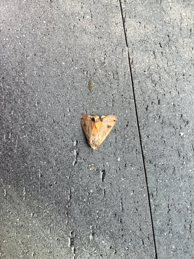 Een huismoeder zit op een grijze stenen vloer met iets geopende vleugels. Het insect blijft roerloos op de harde ondergrond zitten.