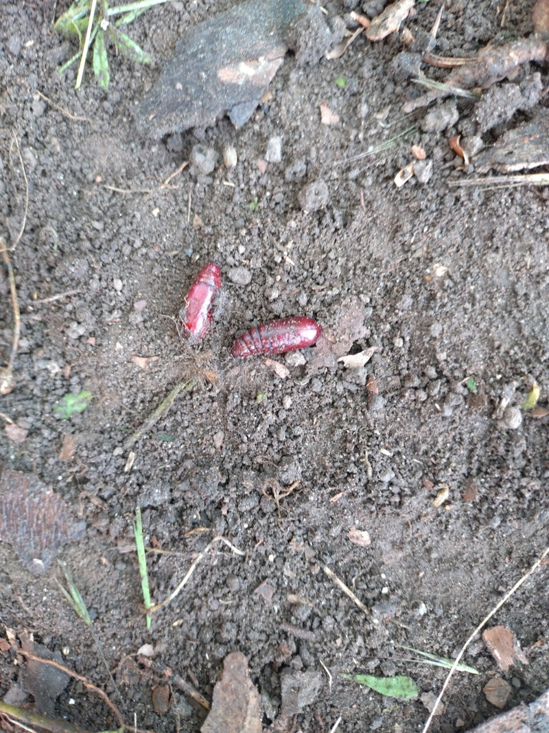 Huismoeder Caterpillar In Het Appartement — foto 1 van 29