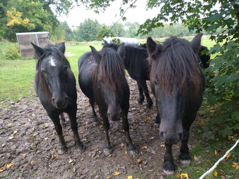 Binnenlandse paard — Bild 1