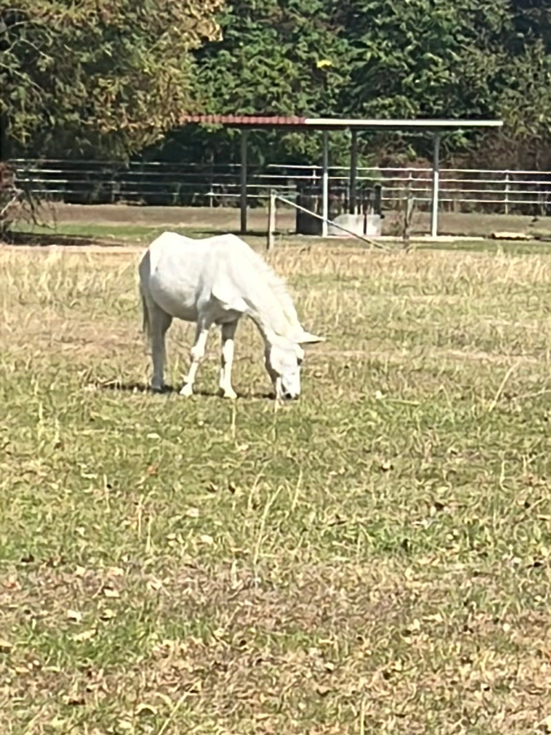 Binnenlandse paard — foto 3 van 17