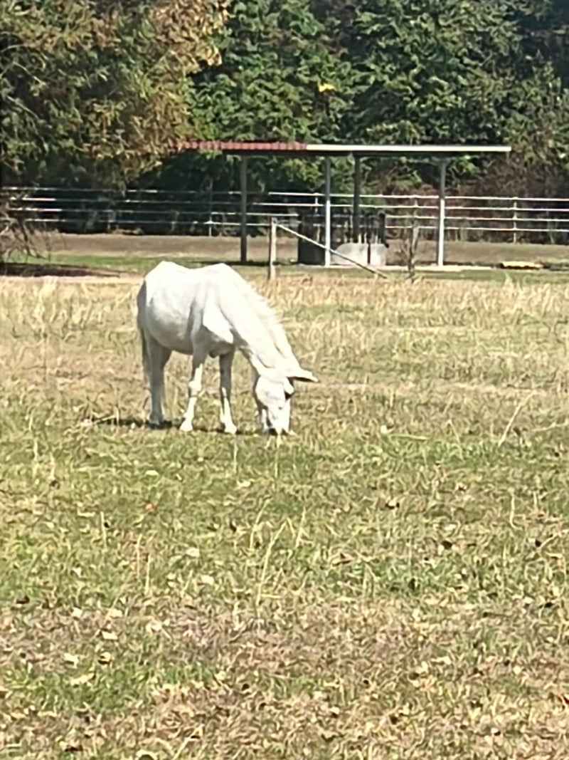 Binnenlandse paard — foto 2 van 17