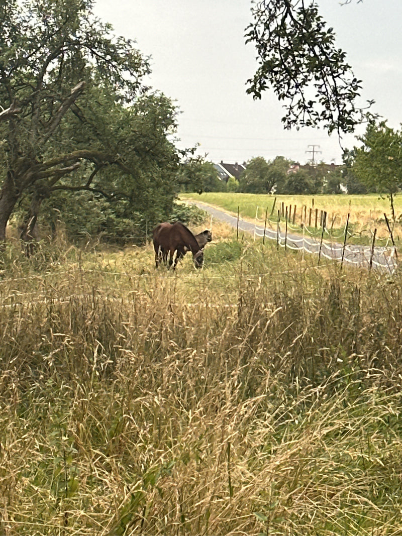 Binnenlandse paard — foto 1 van 17